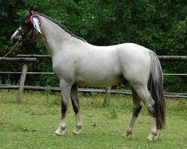 Pferd Giglbergs Dragonheart (Welsh Pony (Sek.B), 2010, von Thornberry Royal Diplomat)