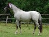 Pferd Giglbergs Dragonheart (Welsh Pony (Sek.B), 2010, von Thornberry Royal Diplomat)