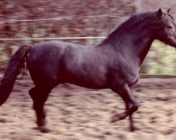 Deckhengst Ducat (Welsh Pony (Sek.B), 1997, von Downland Donner)