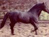 stallion Ducat (Welsh-Pony (Section B), 1997, from Downland Donner)