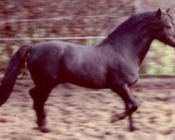 stallion Ducat (Welsh-Pony (Section B), 1997, from Downland Donner)