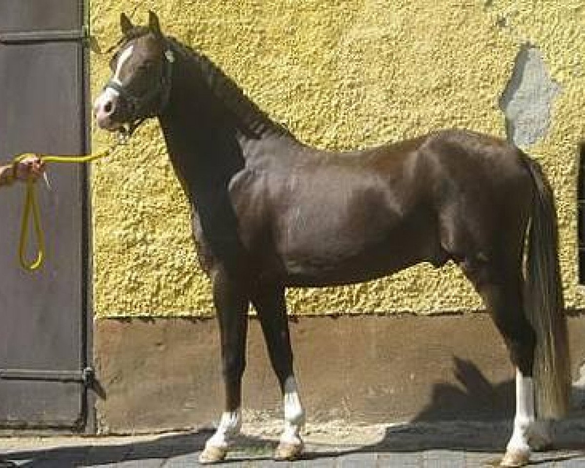 stallion De Meene's Eron (Welsh-Pony (Section B), 2007, from Linde Hoeve's Paganini)