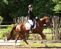 dressage horse Fashion Queen 9 (Hanoverian, 2017, from Finnigan)