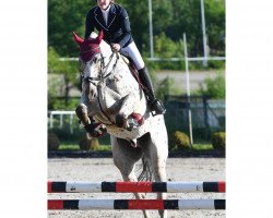 jumper Centurion (Polnisches Warmblut, 2017, from Malibu)