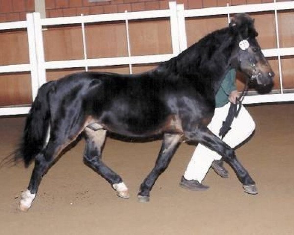 stallion Conrado (Welsh-Pony (Section B), 1991, from Gold'n Hamriks Calypso)