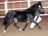 stallion Conrado (Welsh-Pony (Section B), 1991, from Gold'n Hamriks Calypso)