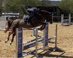 jumper Riverdale 6 (Belgian Warmblood, 2017)