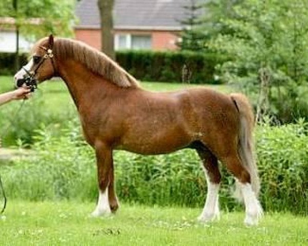 stallion Blaenau Denver (Welsh mountain pony (SEK.A), 1994, from Moorcock Halcyon)