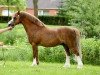 stallion Blaenau Denver (Welsh mountain pony (SEK.A), 1994, from Moorcock Halcyon)