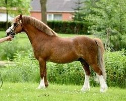 stallion Blaenau Denver (Welsh mountain pony (SEK.A), 1994, from Moorcock Halcyon)