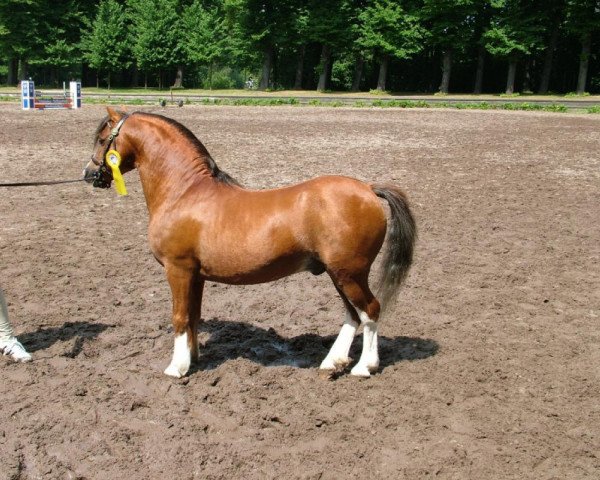 horse Menai Sunshine (Welsh mountain pony (SEK.A), 1993, from Friars Golden Boy)