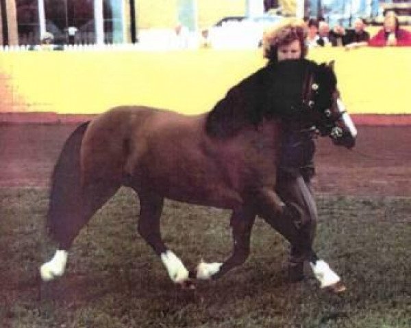 Deckhengst Friars Ranger (Welsh Mountain Pony (Sek.A), 1968, von Friars Happy Boy)