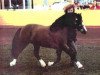 stallion Friars Ranger (Welsh mountain pony (SEK.A), 1968, from Friars Happy Boy)