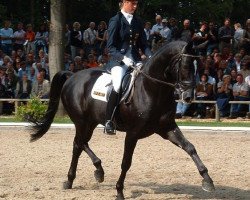 Deckhengst Moosbends Ricardos (Hessisches Warmblut, 1998, von Rodgau)