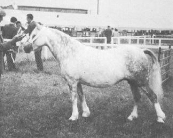 Zuchtstute Revel Jewel (Welsh Mountain Pony (Sek.A), 1954, von Revel Hailstone)