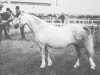 Zuchtstute Revel Jewel (Welsh Mountain Pony (Sek.A), 1954, von Revel Hailstone)