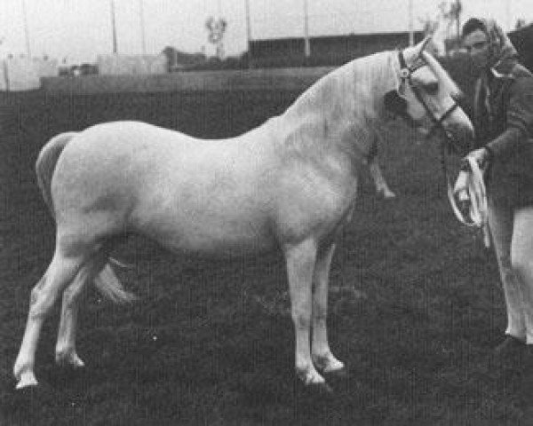 Zuchtstute Dyfrdwy Midnight Moon (Welsh Mountain Pony (Sek.A), 1961, von Coed Coch Planed)