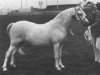 Zuchtstute Dyfrdwy Midnight Moon (Welsh Mountain Pony (Sek.A), 1961, von Coed Coch Planed)