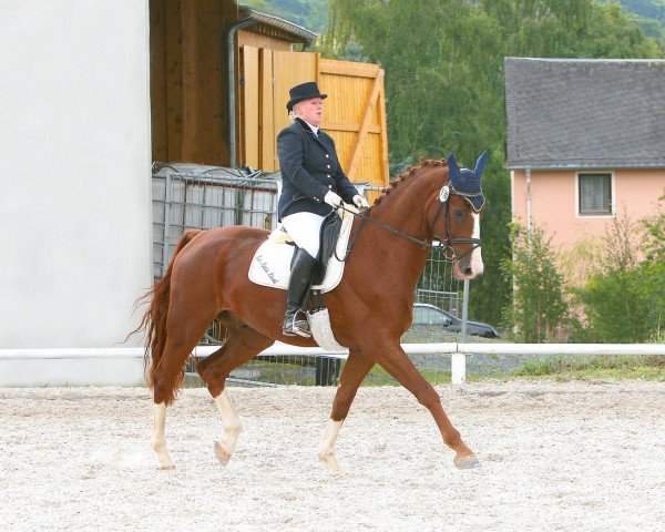 dressage horse Ravallo 23 (Oldenburg, 2004, from Royal Hit)
