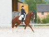 dressage horse Ravallo 23 (Oldenburg, 2004, from Royal Hit)