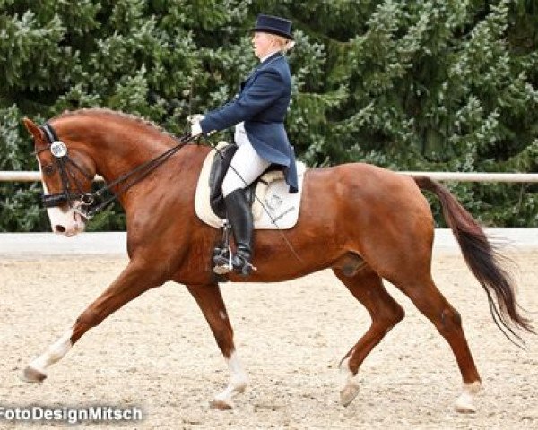 dressage horse Aquila 18 (Hessian Warmblood, 1992, from Aleman)