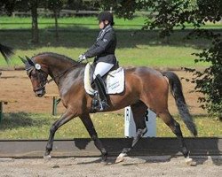 dressage horse London 44 (Hanoverian, 2008, from Lauries Crusador xx)