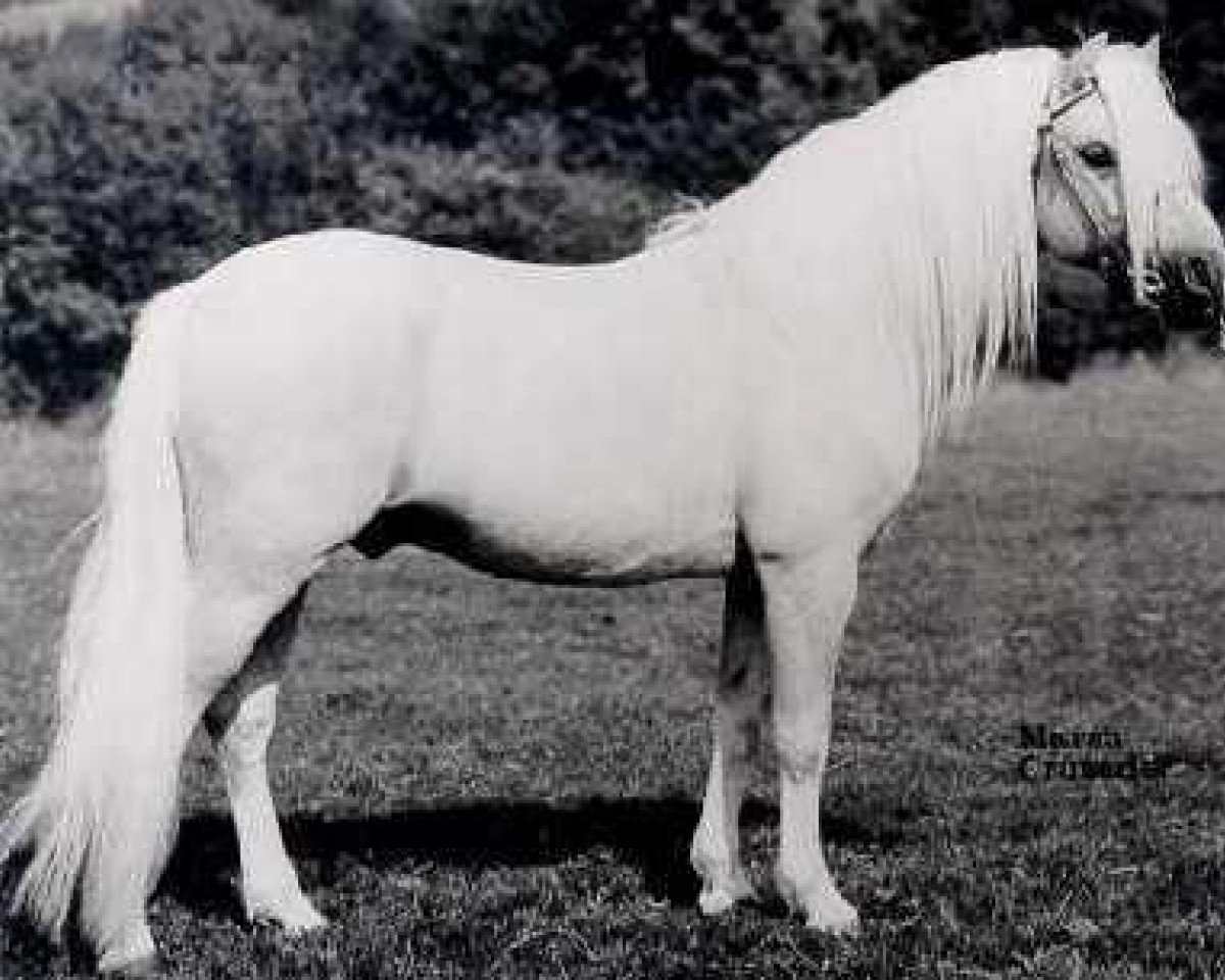 Deckhengst Marsh Crusader (Welsh Mountain Pony (Sek.A), 1955, von Coed Coch Glyndwr)