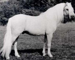 stallion Marsh Crusader (Welsh mountain pony (SEK.A), 1955, from Coed Coch Glyndwr)