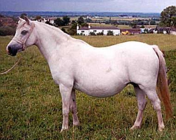 Zuchtstute Sunwillow Bernina (Welsh Mountain Pony (Sek.A), 1968, von Marsh Crusader)