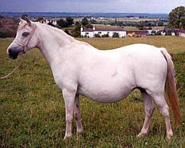 broodmare Sunwillow Bernina (Welsh mountain pony (SEK.A), 1968, from Marsh Crusader)