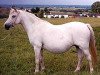 broodmare Sunwillow Bernina (Welsh mountain pony (SEK.A), 1968, from Marsh Crusader)