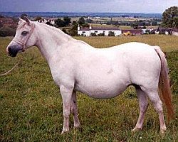 Zuchtstute Sunwillow Bernina (Welsh Mountain Pony (Sek.A), 1968, von Marsh Crusader)