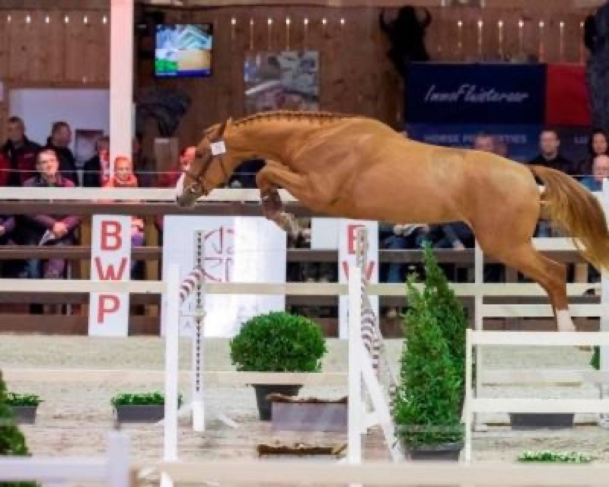 jumper Bombay Ter Doorn Z (Zangersheide riding horse, 2017, from By Cera d'Ick)