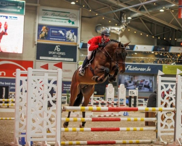 Deckhengst Sparkling JW - van de Moerhoeve (Belgisches Warmblut, 2018, von By Cera d'Ick)