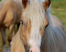 dressage horse Sambuca (Welsh mountain pony (SEK.A), 2007, from Brynrodyn Llewelyn Ap Sion)