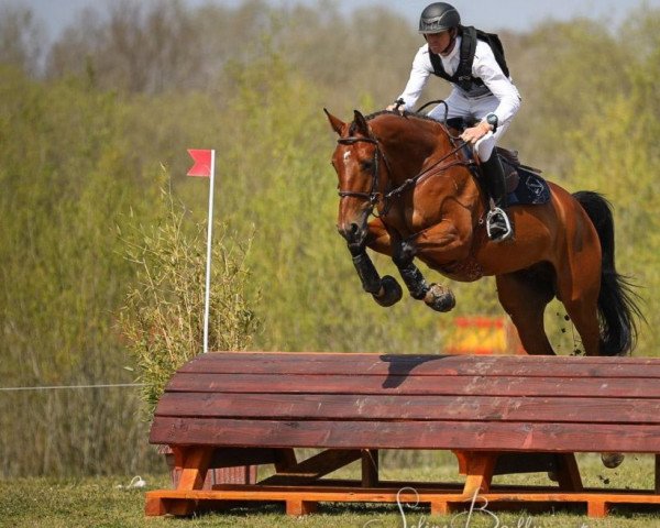 jumper Haka de Beliard (Selle Français, 2017, from Vagabond de la Pomme)