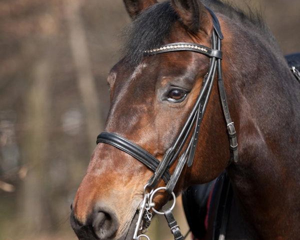 broodmare Don's Day Dream (Zweibrücken, 2001, from Don Van Atta)