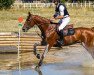 Springpferd Cadet de Beliard (Selle Français, 2012, von Jaguar Mail)