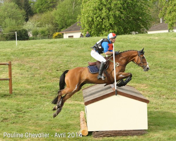 horse Sirocco du Gers (Selle Français, 2006, from Dorsay)