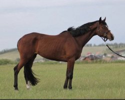 broodmare Flajt Koko (Russian Trakehner, 2016, from Kumirchan)