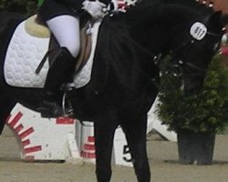 Dressurpferd Crack-Jay (Deutsches Reitpony,  )