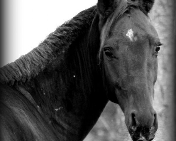 dressage horse Santo Domingo (Oldenburg, 2010, from Sandro Hit)