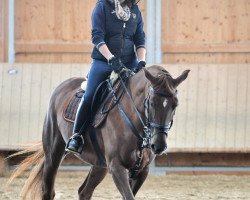 dressage horse Exodus Lady H (Württemberger, 2003, from Exodus)