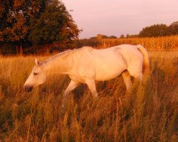 Pferd Gloria II (Brandenburger, 1988, von Glutos 2760)