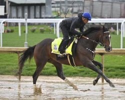 horse Happy Jack xx (Thoroughbred, 2019, from Oxbow xx)