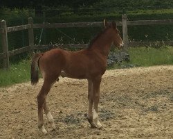 jumper Vinobra (Belgian Warmblood, 2021, from Foncetti vd Heffinck)