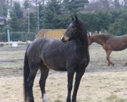 horse Candy (Brandenburg, 1998, from Calmero)