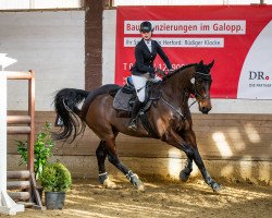 Dressurpferd Cross Shannondale (Irish Sport Horse, 2013, von Shannondale Sarco St Ghyvan)