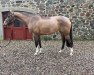 broodmare Innocentia S (Holsteiner, 2016, from Vigo d'Arsouilles)