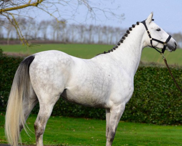 stallion Espri du Figuier AA (Anglo-Arabs, 2014, from Upsilon AA)